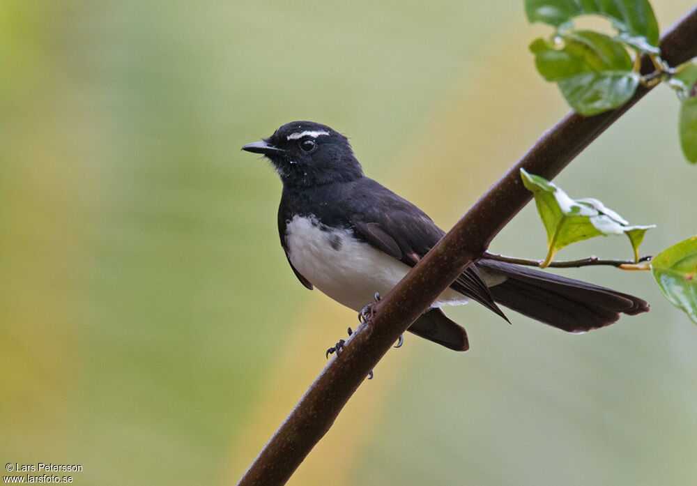 Willie Wagtail