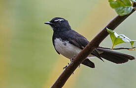 Willie Wagtail