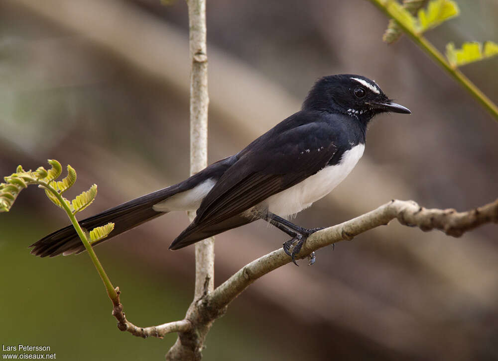 Willie Wagtailadult, identification