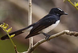 Willie Wagtail