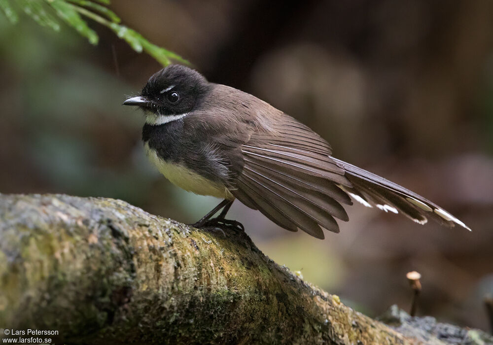 Malaysian Pied Fantail