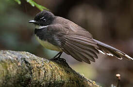 Malaysian Pied Fantail