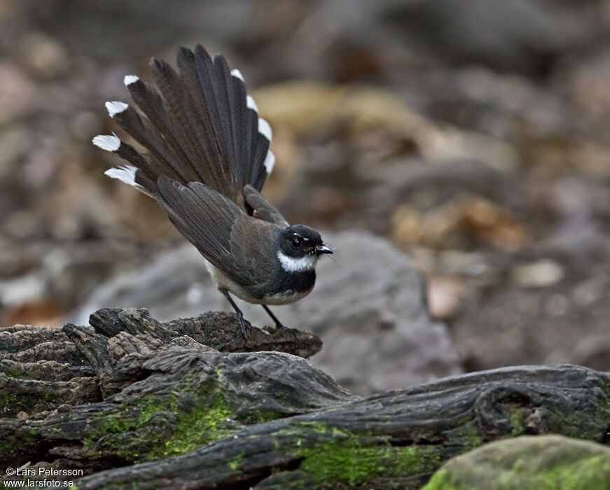 Malaysian Pied Fantail