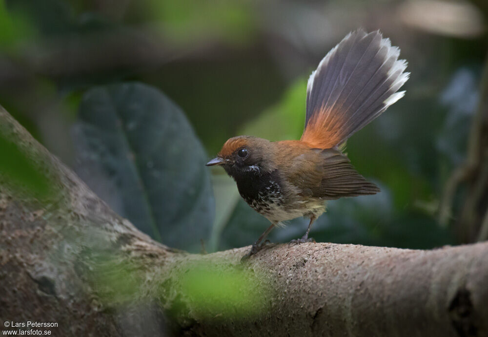 Rufous Fantailadult, identification