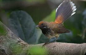 Rufous Fantail