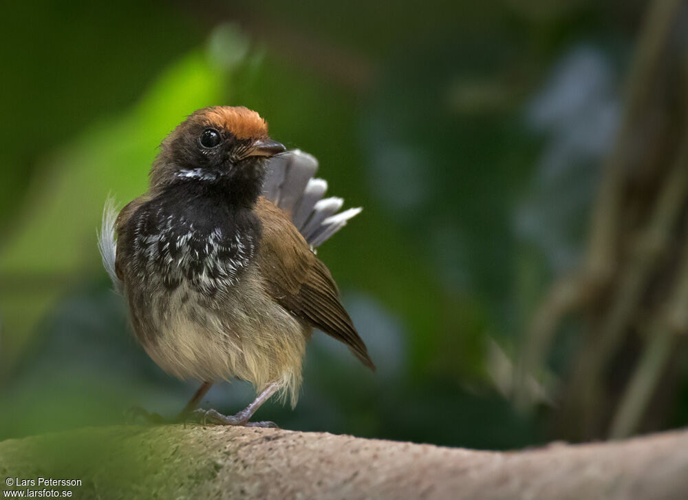 Rufous Fantail