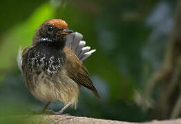 Rufous Fantail