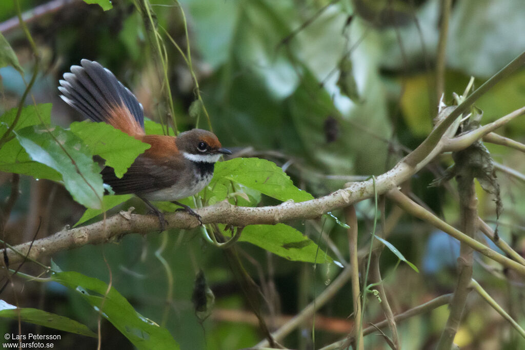 Rufous Fantail