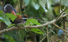 Rufous Fantail