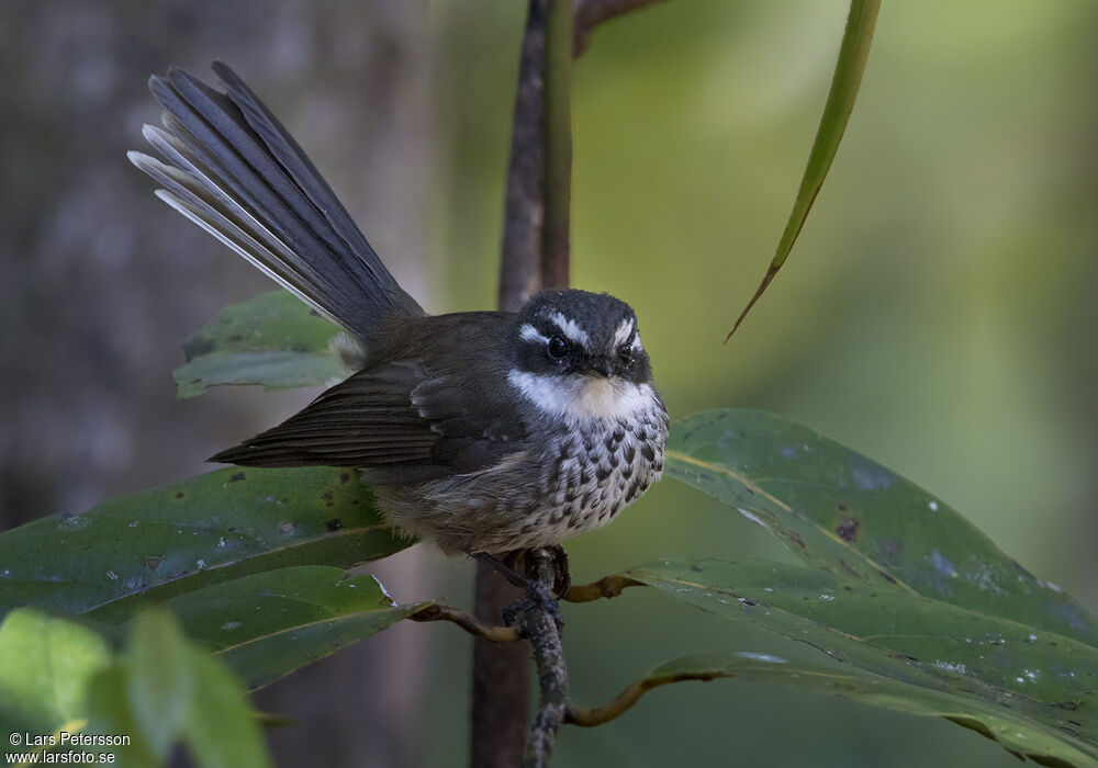 Streaked Fantail