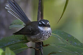 New Caledonian Streaked Fantail