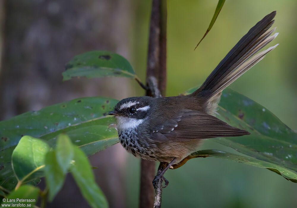 Streaked Fantail