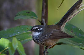 New Caledonian Streaked Fantail