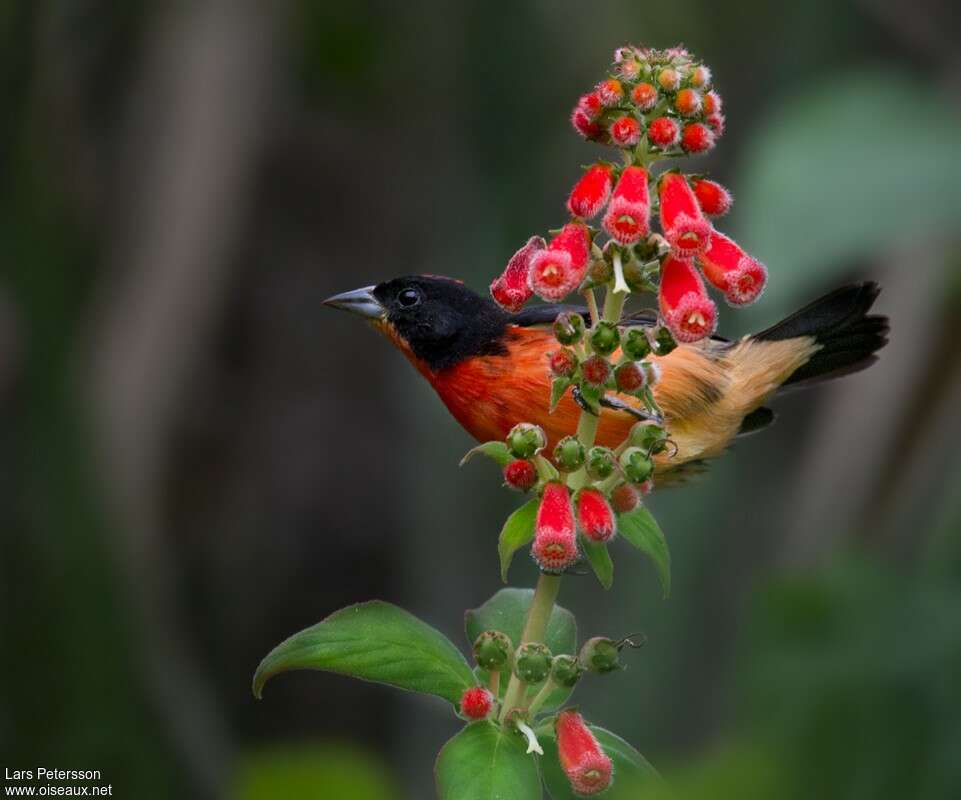 Crimson-breasted Finch male adult, habitat, pigmentation