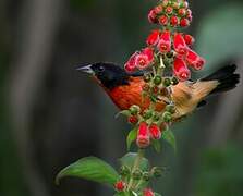 Crimson-breasted Finch