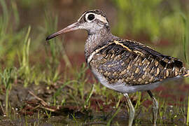 Greater Painted-snipe