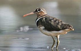 Greater Painted-snipe