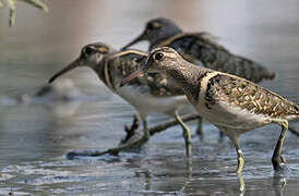 Greater Painted-snipe