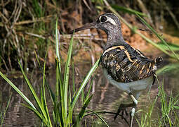 Greater Painted-snipe