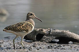 Greater Painted-snipe