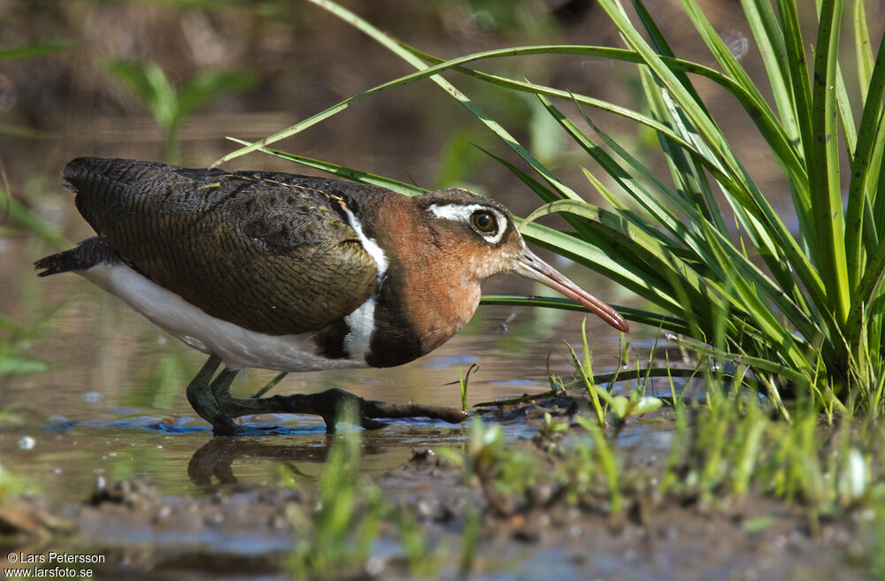 Greater Painted-snipe