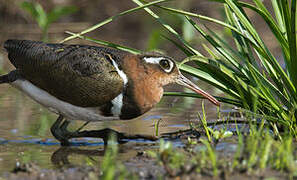 Greater Painted-snipe