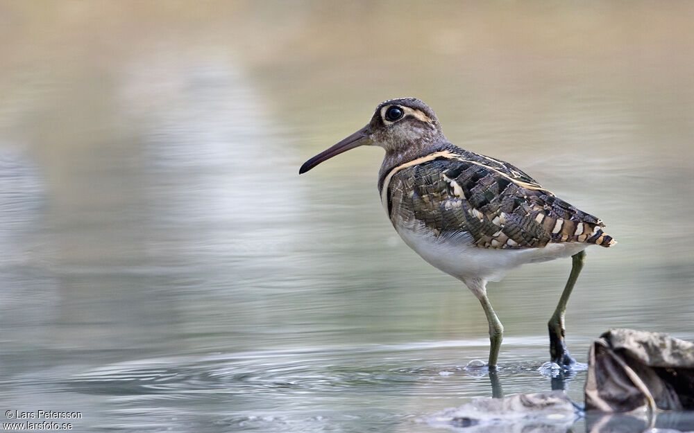 Greater Painted-snipe