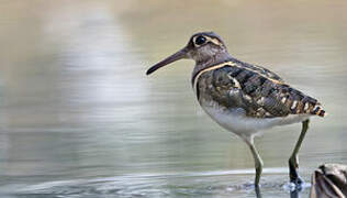 Greater Painted-snipe