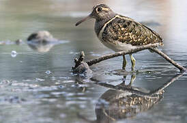 Greater Painted-snipe