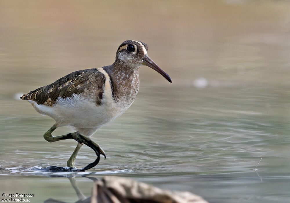 Greater Painted-snipe