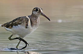 Greater Painted-snipe