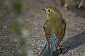 Red-flanked Bluetail