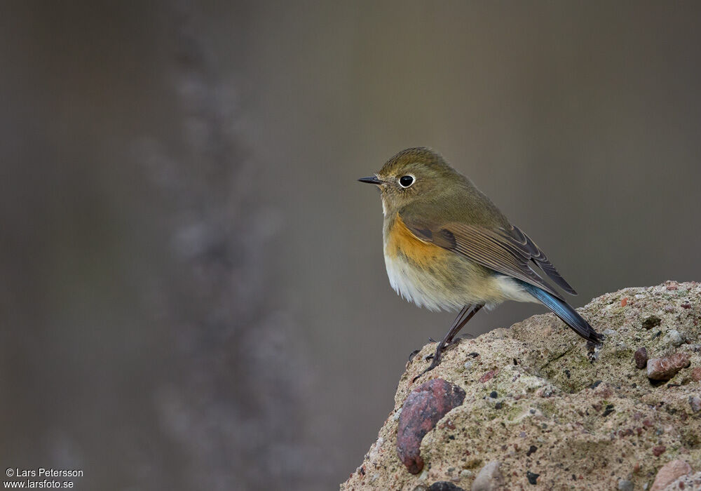 Red-flanked Bluetail