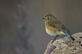 Robin à flancs roux