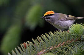 Golden-crowned Kinglet