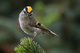 Golden-crowned Kinglet