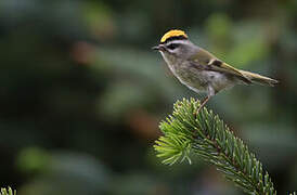 Golden-crowned Kinglet