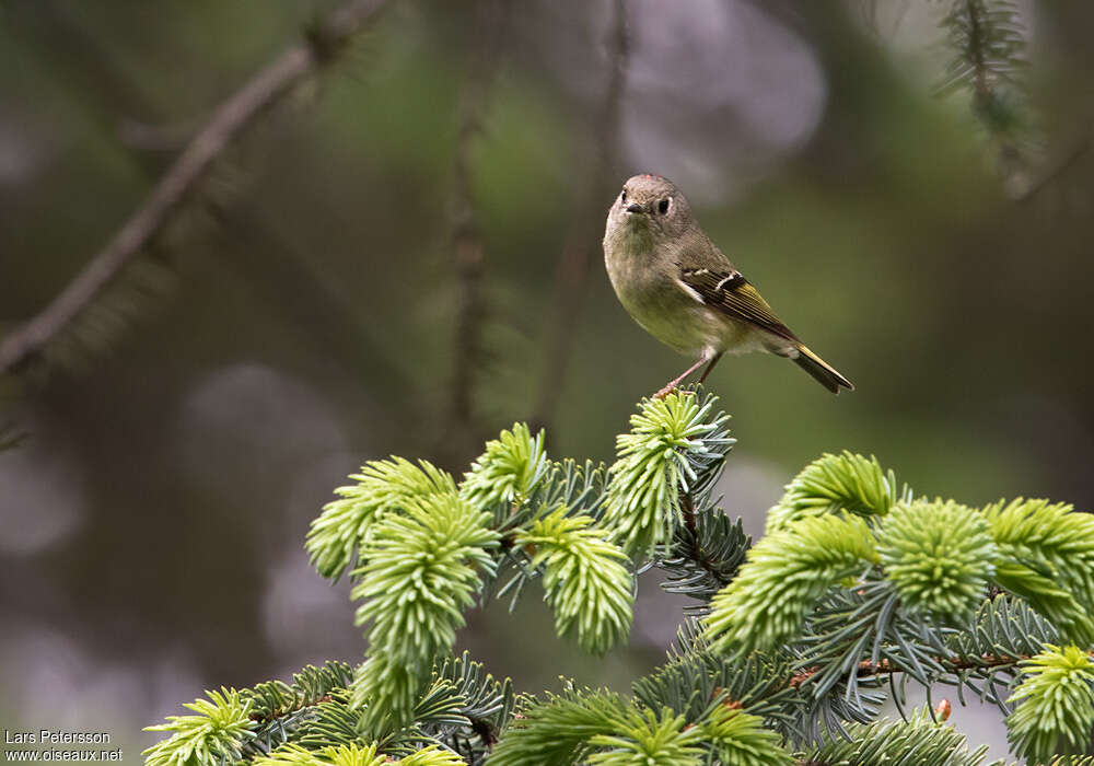 Roitelet à couronne rubis femelle adulte, habitat