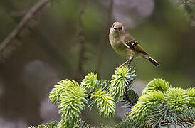 Ruby-crowned Kinglet