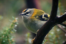 Madeira Firecrest