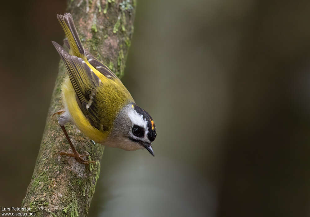 Flamecrest male, adult, breeding, identification