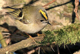 Goldcrest