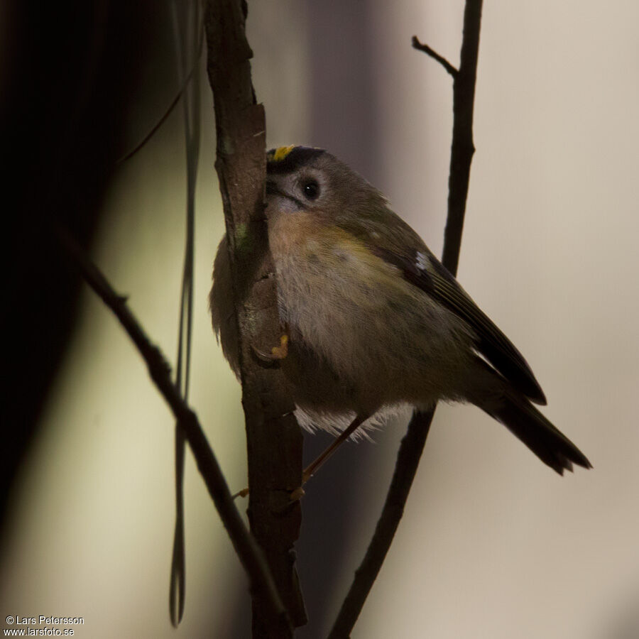 Goldcrest