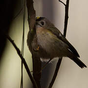 Goldcrest