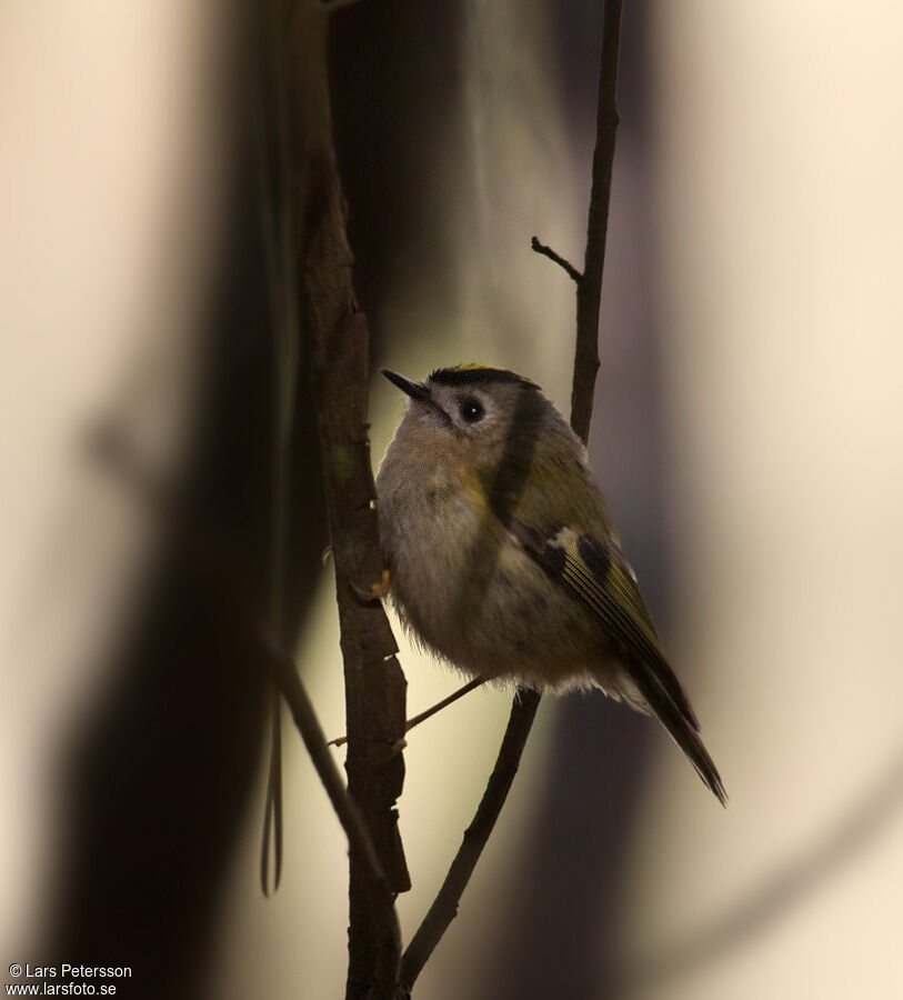 Goldcrest