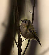 Goldcrest