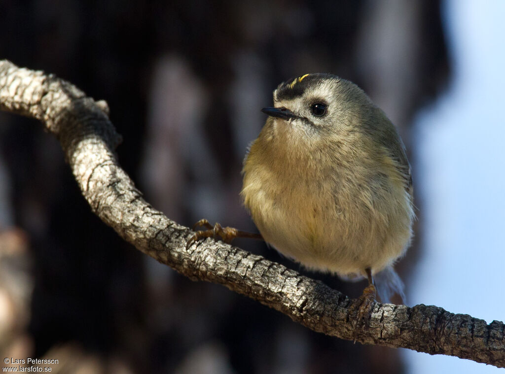 Goldcrest