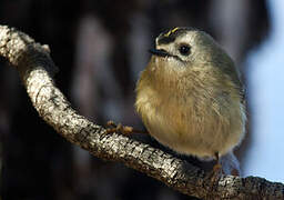 Goldcrest