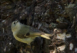 Goldcrest