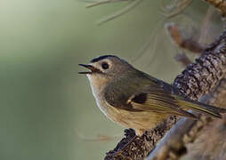 Goldcrest